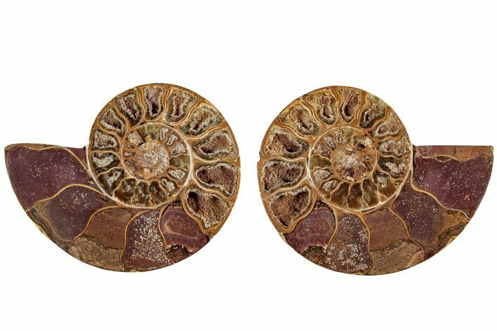 Jurassic Cut & Polished Ammonite Fossil (Pair)- Madagascar #215974